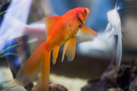 水族箱風水|【風水特輯】想催財就在家裡「這邊」放魚缸！養魚風。